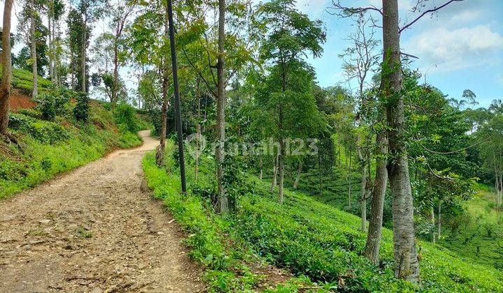 Kavling sudah ada kebun teh produktif pinggir jalan 2