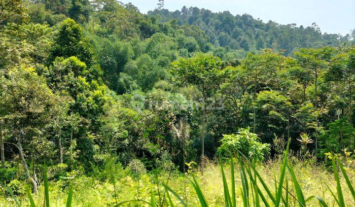 Kavling cocok untuk tanam kopi dan teh. 1000MDPL 1