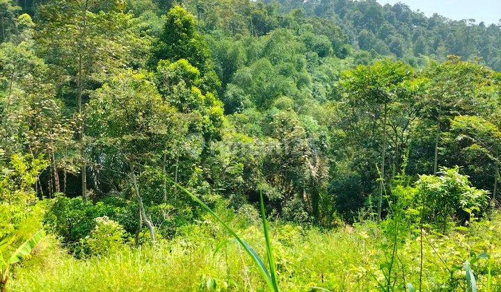 Kavling cocok untuk tanam kopi dan teh. 1000MDPL 2