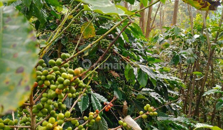 Kavling sudah ada kebun kopi produktif dan ketinggian di 1300MDPL 2