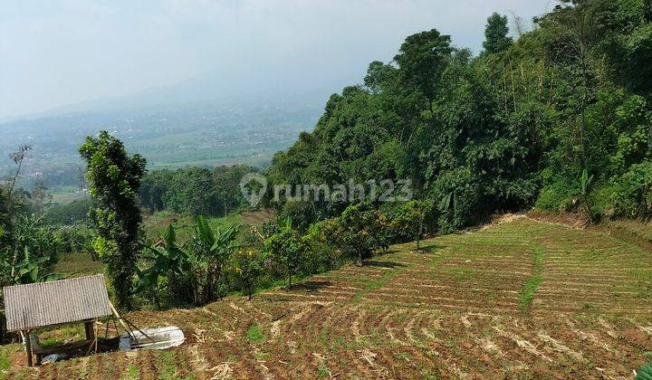 Kavling Untuk Perkebunan 1000 mdpl dengan pemandangan yang sangat bagus 1