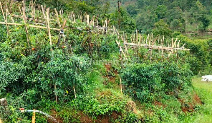 Kavling untuk berkebun dengan pemandangan bagus 2