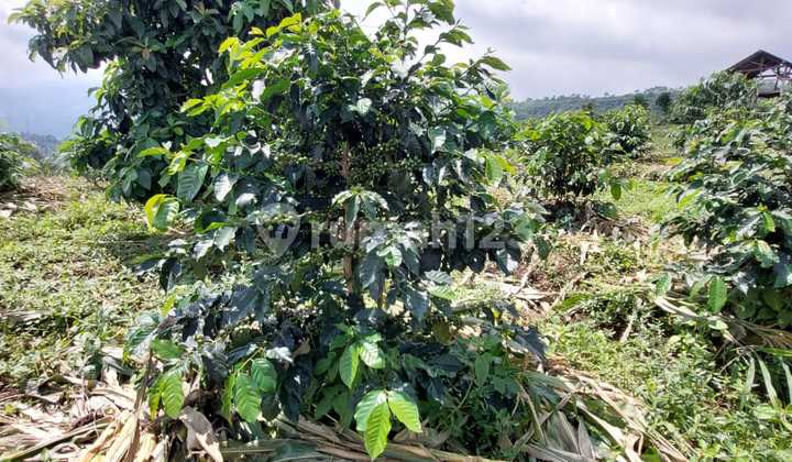 Pemandangan Bagus Mdpl Di 1100 Tanah Subur 2