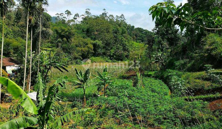 Sewa Lahan Untuk Perkebunan Murah Mdpl 1171 2