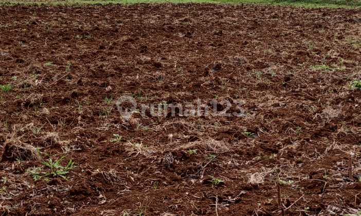 Dijual lahan kosong,lokasi strategis nempel jalan kanling Dijual lahan kosong,lokasi strategis nempel jalan kanling