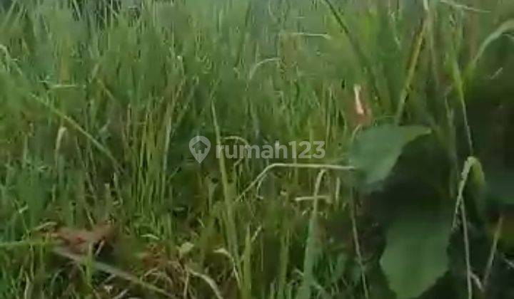 Disewakan lahan kosong pinggir jalan propinsi kondisi rata dan padat 3