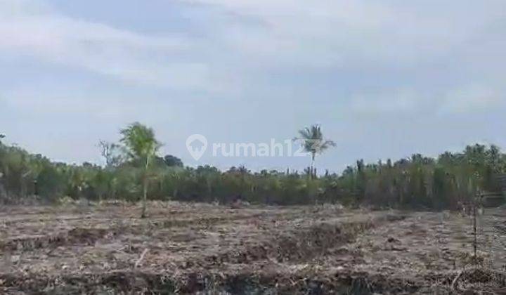 Tanah Kosong Cocok Untuk Perkebunan Kelapa Dan Lainnya. 2