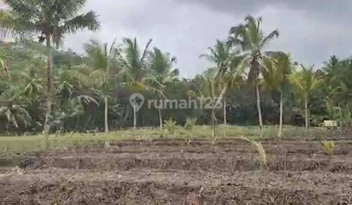 Tanah Kosong Cocok Untuk Perkebunan Kelapa Dan Lainnya. 1