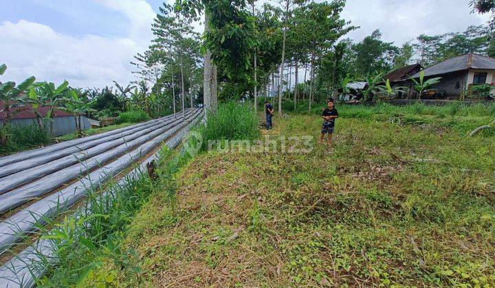 Tanah Murah Lokasi Petang Badung Cocok Pertanian (KCR24) 4
