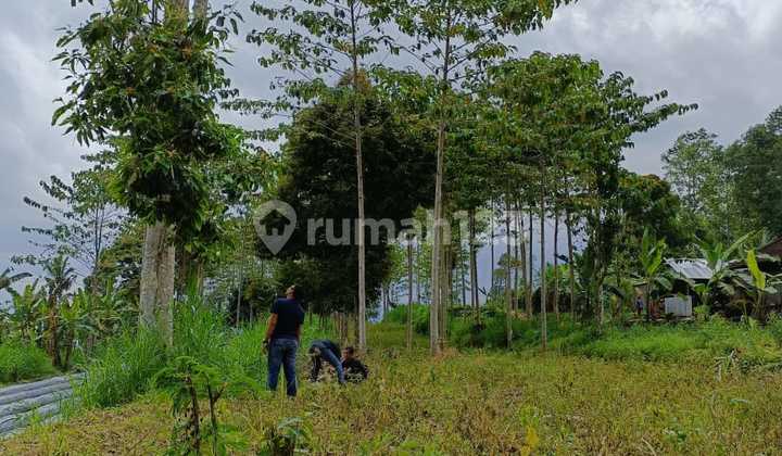 Tanah Murah Lokasi Petang Badung Cocok Pertanian (KCR24) 6