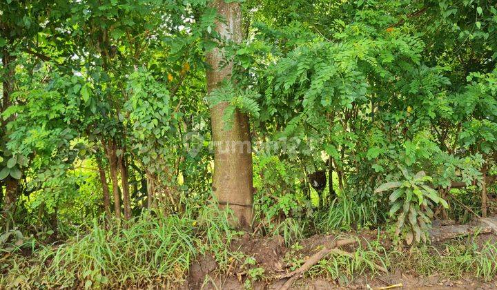 Tanah Sewa Jangka Panjang di Bingin Pecatu 2