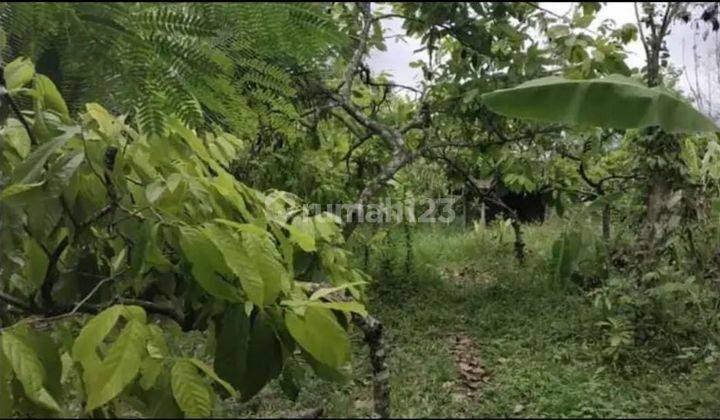 Tanah Murah di Jembrana Negara (aguk) 1