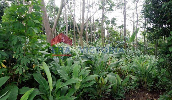 Tanah DIJUAL Di Desa Selopanggung Kec. Semen Kab. Kediri ada tanaman pohon akasia dikelilingi jalan desa 1