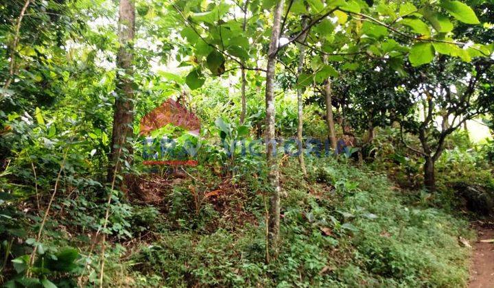Tanah DIJUAL Di Desa Selopanggung Kec. Semen Kab. Kediri ada tanaman pohon akasia dikelilingi jalan desa 2
