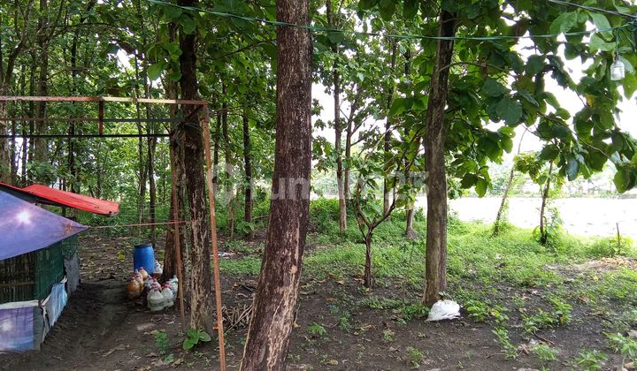 Kebun Jati Posisi Hog Jalan Mudah Di Jangkau