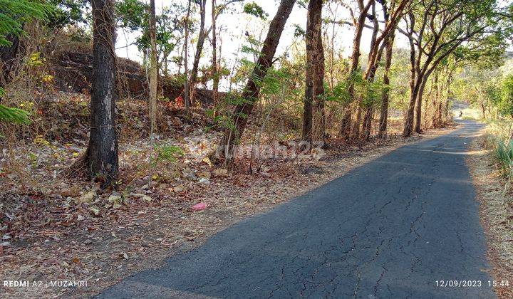 Tanah berbukit kadungan batu bisa dibuka usaha galian c atau perkebunan 2