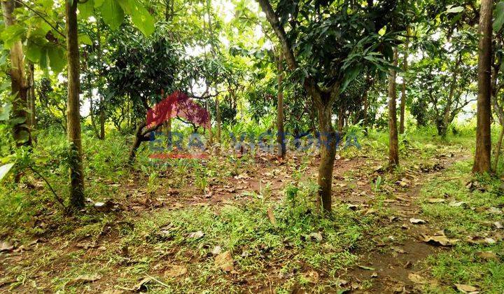 Tanah DIJUAL Di Desa Selopanggung Kec. Semen Kab. Kediri ada tanaman pohon jati siap panen dekat Kantor Desa, Sekolah Dasar 2