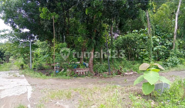 Kebun Jati Posisi Hog Jalan Mudah Di Jangkau