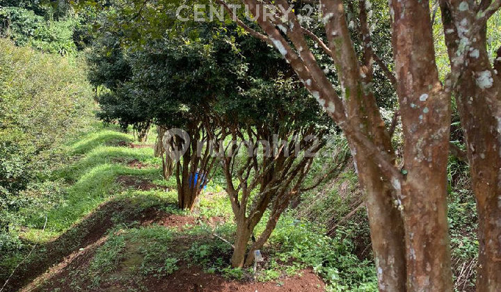 Dijual Kebun Anggur Jaboticaba di Sukabumi