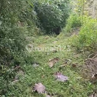 Lahan Strategis Cocok Untuk Kandang di Jumapolo Karanganyar