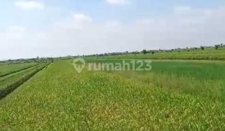 Lahan Pertanian Luas Prospek Investasi Menjanjikan di Demak