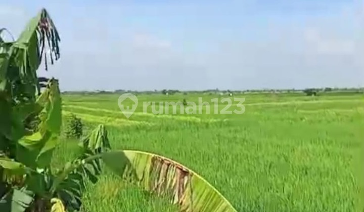 Lahan Pertanian Luas Prospek Investasi Menjanjikan di Demak