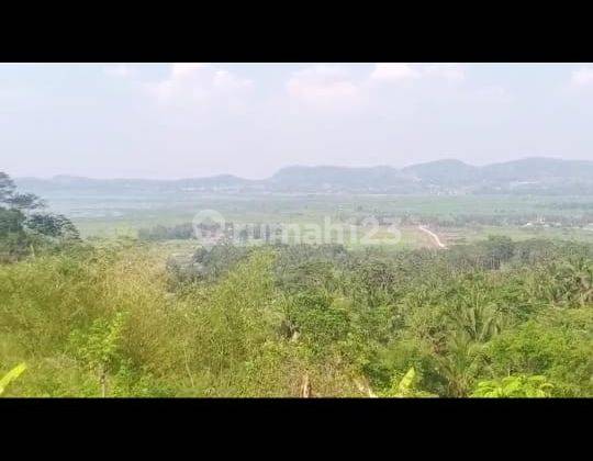 Tanah Luas Kebun Durian Di Banyubiru Kabupaten Semarang 1