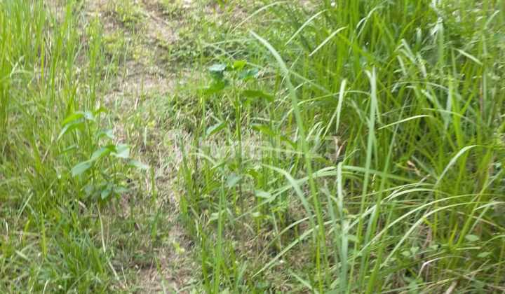 Dijual Cepat Tanah Kavling di Mega Regency, Blok A5, di Bekasi - Serang Baru Sukasari Dijual Cepat Tanah Kavling di Mega Regency, Blok A5, di Bekasi - Serang Baru Sukasari