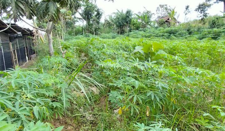 Dijual cepat Tanah Kebun cocok untuk bercocok tanam atau bangun rumah 1