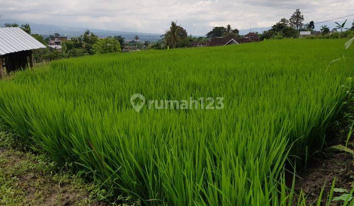 CEPAT TANAH PERKEBUNAN LOKASI SANGAT STRATEGIS HARGA TERJANGKAU 2