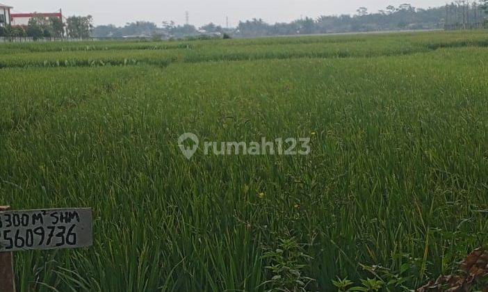 CEPAT TANAH SAWAH LOKASI SANGAT STRATEGIS COCOK PERTANIAN HARGA SANGAT TERJANGKAU 1