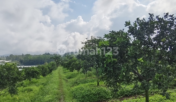Dijual Secepatnya Tanah Perkebunan Jeruk Subur Produktif Harga Sangat Terjangkau