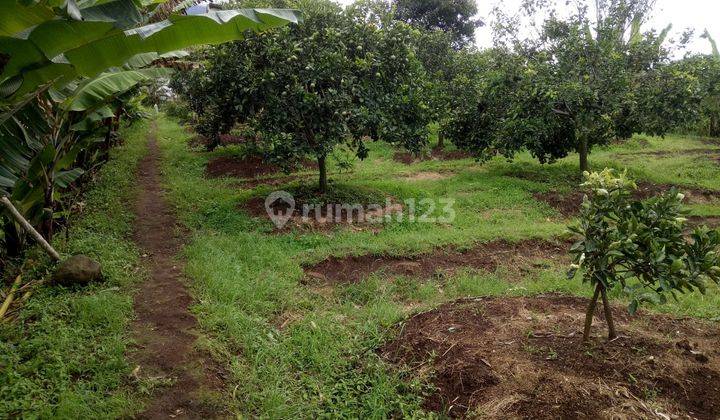 DIJUAL SECEPATNYA TANAH PERKEBUNAN SUBUR HARGA SANGAT TERJANGKAU 2