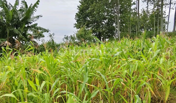 Dijual Secepatnya Tanah Kavling Siap Bangun Lokasi Sangat Startegis Harga Sangat Terjangkau Dijual Secepatnya Tanah Kavling Siap Bangun Lokasi Sangat Startegis Harga Sangat Terjangkau