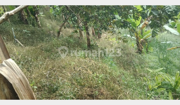 Cepat Tanah Tapal Kuda Cianjur 3 Sumber Mata Air dan Kebun Pisang