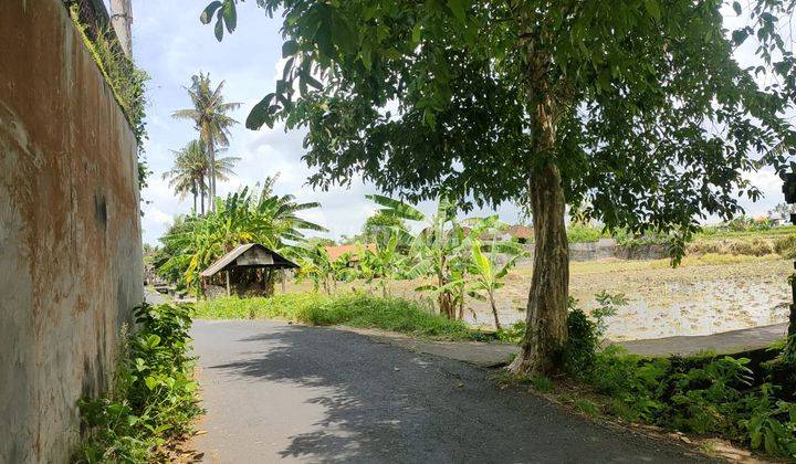 Tanah Pertanian 17 Are Murah di Kramas Gianyar Bisa Dipakai Kebun Akses Bagus SHM  1