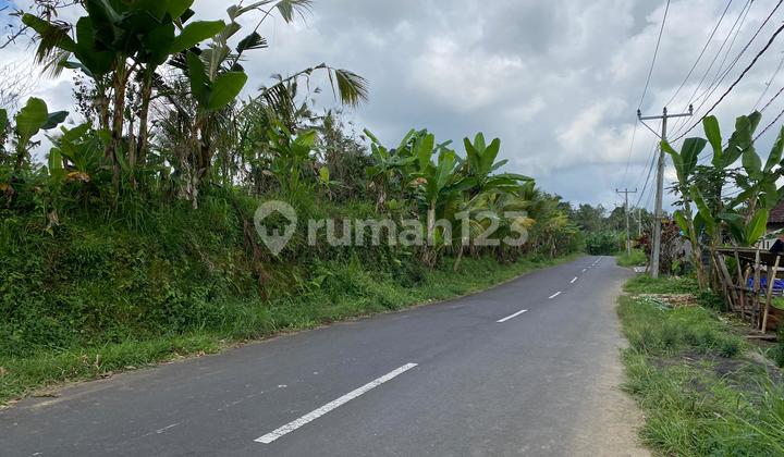 Cheap Land Jungle View In Kerta Payangan Village Ubud Near To Kintamani And Padma Ubud With Main Road Access Cheap Land Jungle View In Kerta Payangan Village Ubud Near To Kintamani And Padma Ubud With Main Road Access