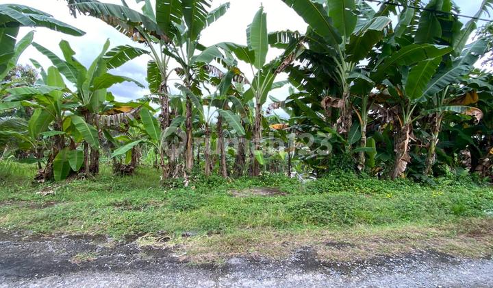Tanah Murah di Lalalinggah Selemadeg Barat Tabanan Denpasar Gilimanuk Dekat ke Jalan Utama