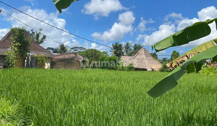 Tanah Disewakan 35 Are di Penestasan Sayan Ubud Ricefield View Area Villa Pedesaan Cantik Cocok Untuk Kompleks Villa 1
