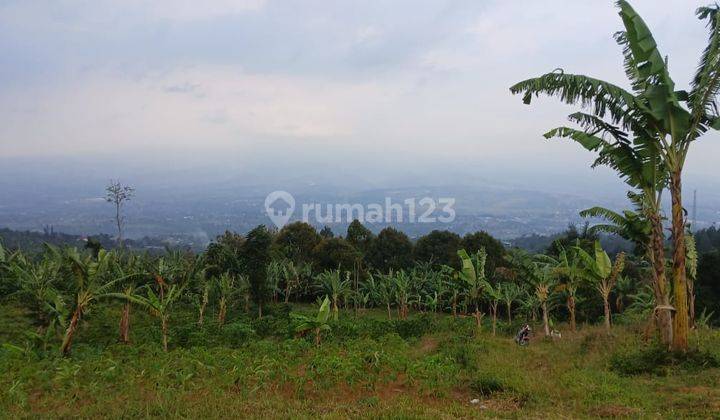 Tanah di Jual di 20 Ha di Cigombong, Bogor 2