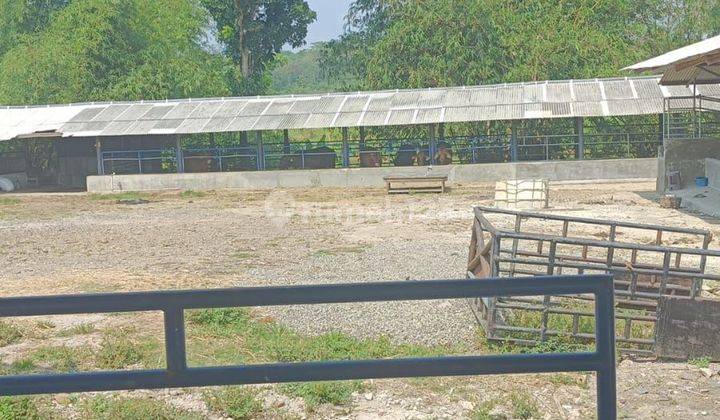 Lahan Untuk Peternakan Sapi Di Subang 2HA 1