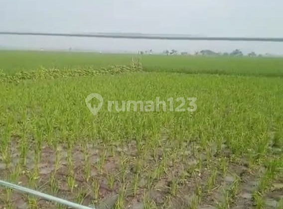 Dijual Tanah Sawah Aktif, Cocok untuk Invest Sawah, Panen Setahun Min 2X di Ciparay, Kab Bandung