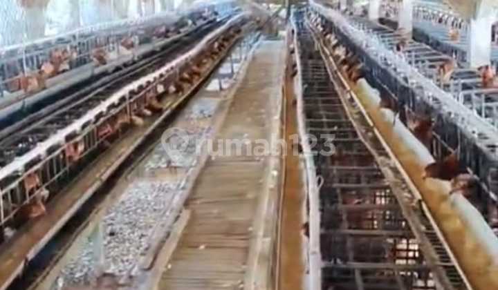 Dijual Tanah dan Peternakan Ayam Beserta Isinya, Murah Pisan, Aktif Oprasional, Tgl Teruskan di Tanjungsari Sumedang Dijual Tanah dan Peternakan Ayam Beserta Isinya, Murah Pisan, Aktif Oprasional, Tgl Teruskan di Tanjungsari Sumedang