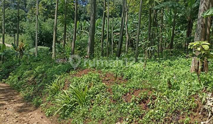 Dijual Tanah Murah, Cocok untuk Invest, Villa, Perkebunan Buat Tabungan Pangan Akhir Zaman di Cijambe, Ujungberung