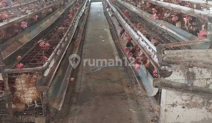 Dijual Tanah dan Peternakan Ayam Beserta Isinya, Murah Pisan, Aktif Oprasional, Tgl Teruskan di Tanjungsari Sumedang
