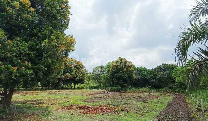 DIJUAL CEPAT TANAH HARGA DIBAWAH NJOP SIAP BANGUN DI SIMPANG TIGA JL. TORGANDA - PEKANBARU 1