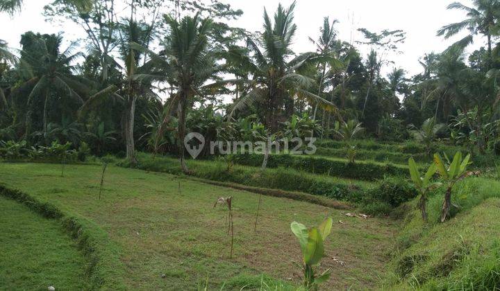 Disewakan/Dikontrakan sebidang tanah persawahan cocok untuk villa lokasi pejeng kaja tampak siring los sungai luas 1 hektar 3