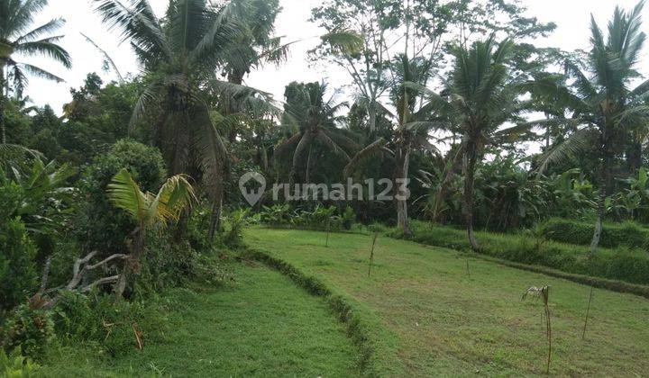 Disewakan/Dikontrakan sebidang tanah persawahan cocok untuk villa lokasi pejeng kaja tampak siring los sungai luas 1 hektar 5