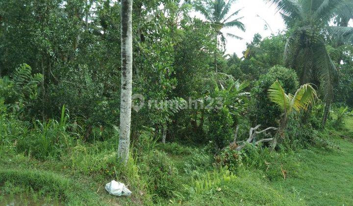Disewakan/Dikontrakan sebidang tanah persawahan cocok untuk villa lokasi pejeng kaja tampak siring los sungai luas 1 hektar 7