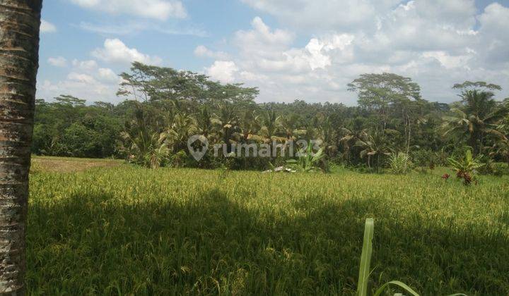 Disewakan/Dikontrakan sebidang tanah persawahan cocok untuk villa lokasi pejeng kaja tampak siring los sungai luas 1 hektar 6